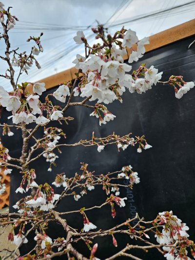 Prunus 'Kojou-no-mai