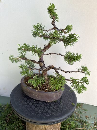 Juniperus
