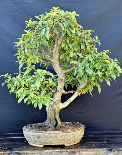 Crabapple