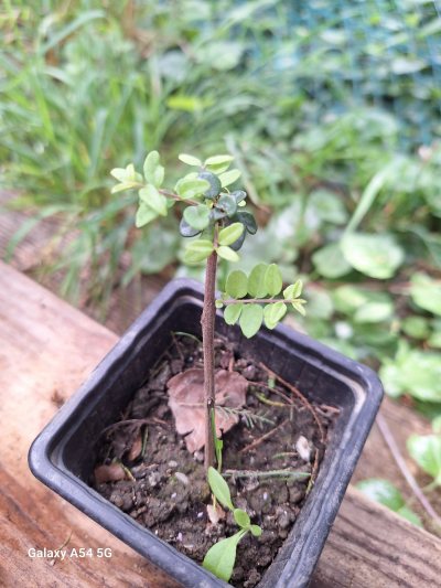 Cotoneaster one