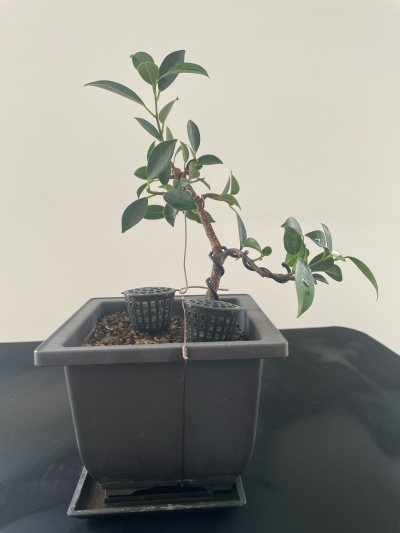 Bouture Ficus 3