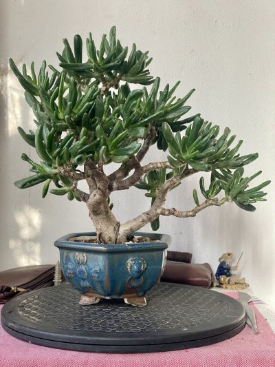 Arbre de Jade gollum