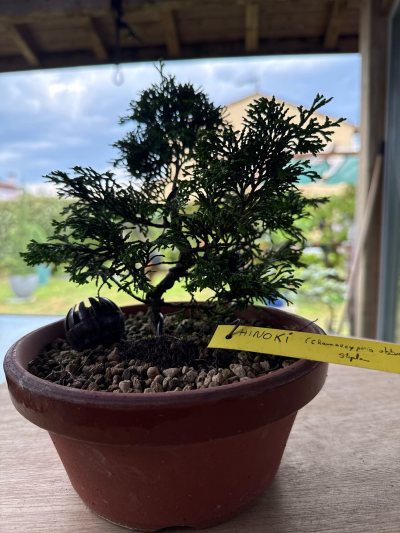 CYPRES Hinoki