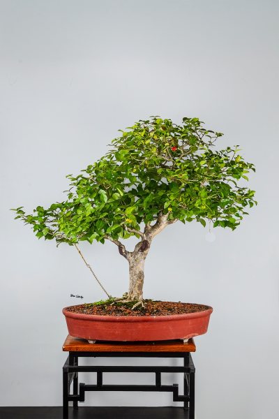 Pitanga 2