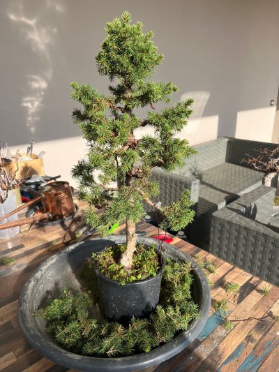 Picea5