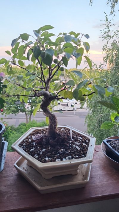 Der rote Apfel