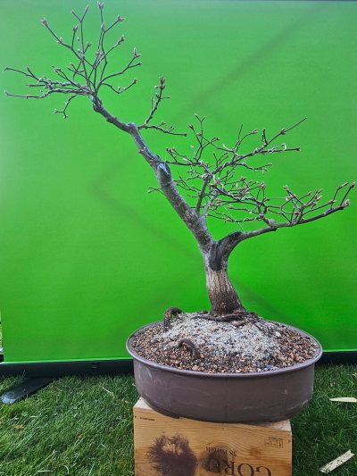 Acer palmatum