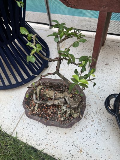 Acerola e laranjinha