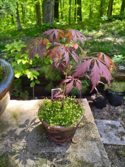 Japanese Maple, grown from seed