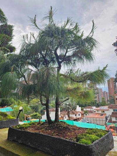 Patula Los Naranjos