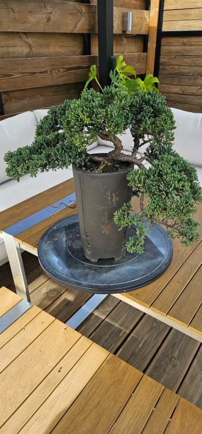 Juniperus cascade
