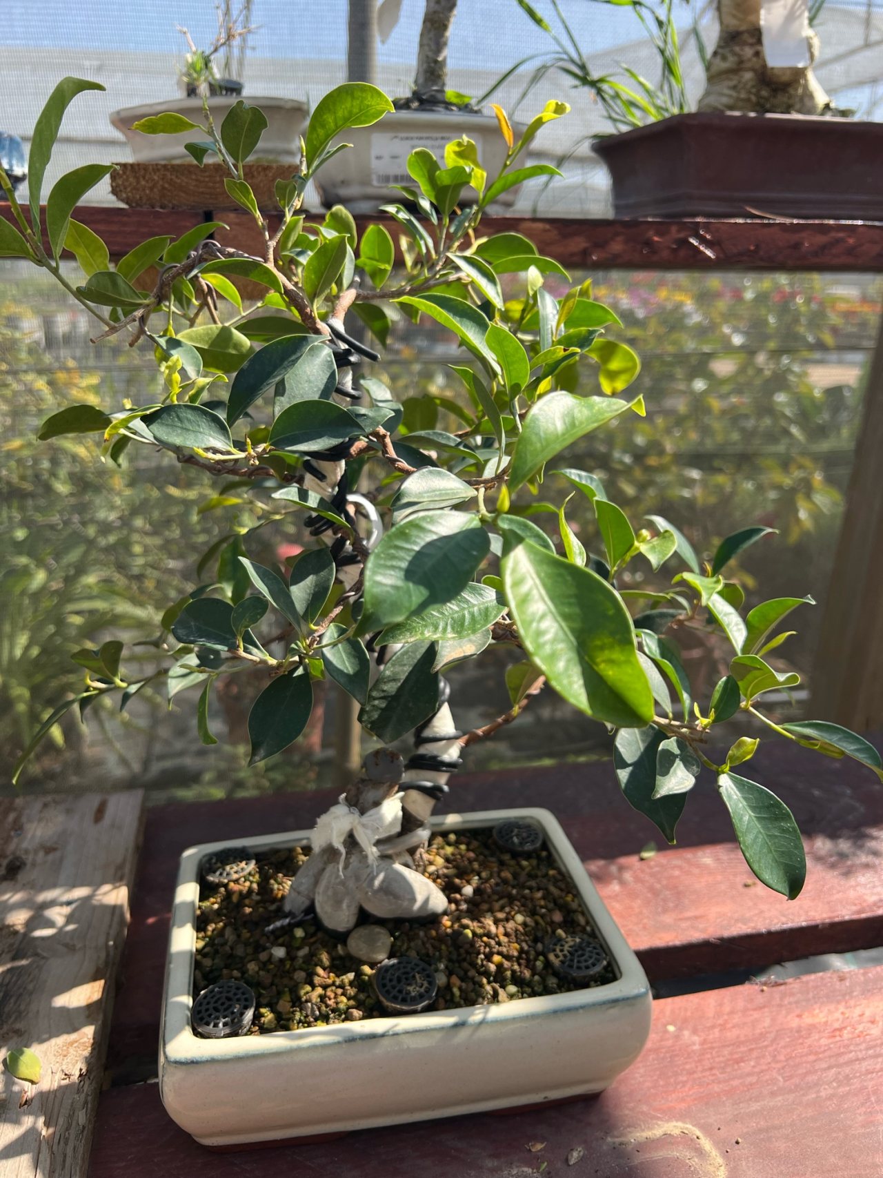 Photo 19