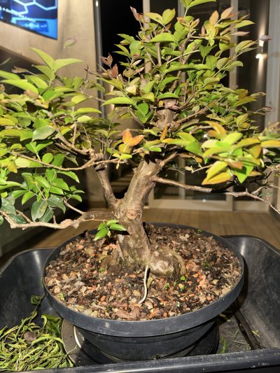 Jabuticaba Sabrina