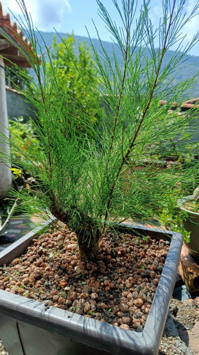 Casuarina