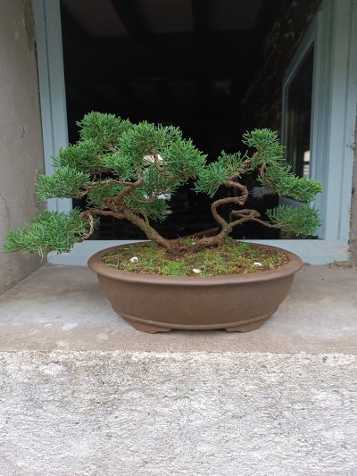 Juniperus chinensis sargentii
