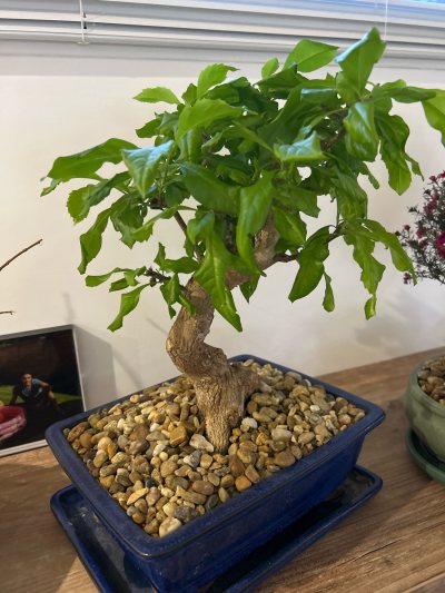 Vanillier de Cayenne