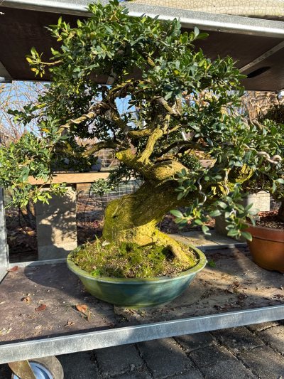 Buxus 5