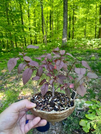 Cherry plumb