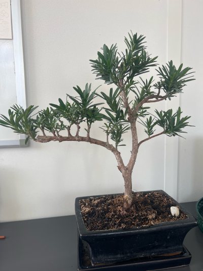 Podocarpus