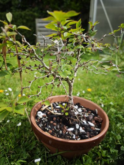 Prunus