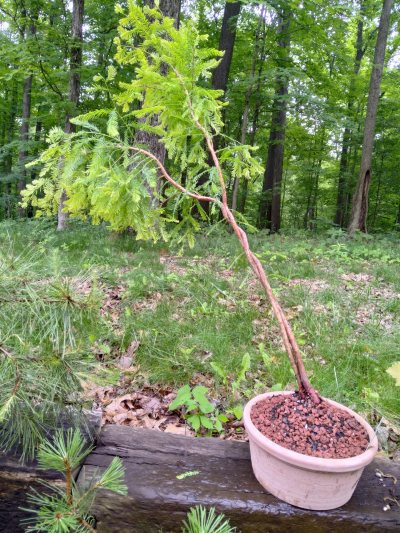 Bald Cypress, Romulus: wrapped and strangled as sapling