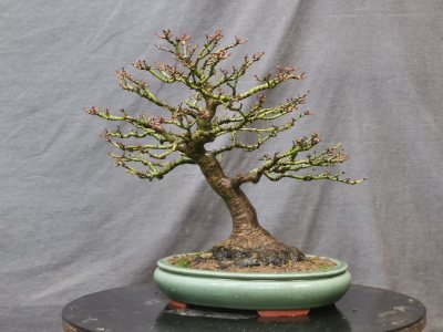 Érable shishigashira