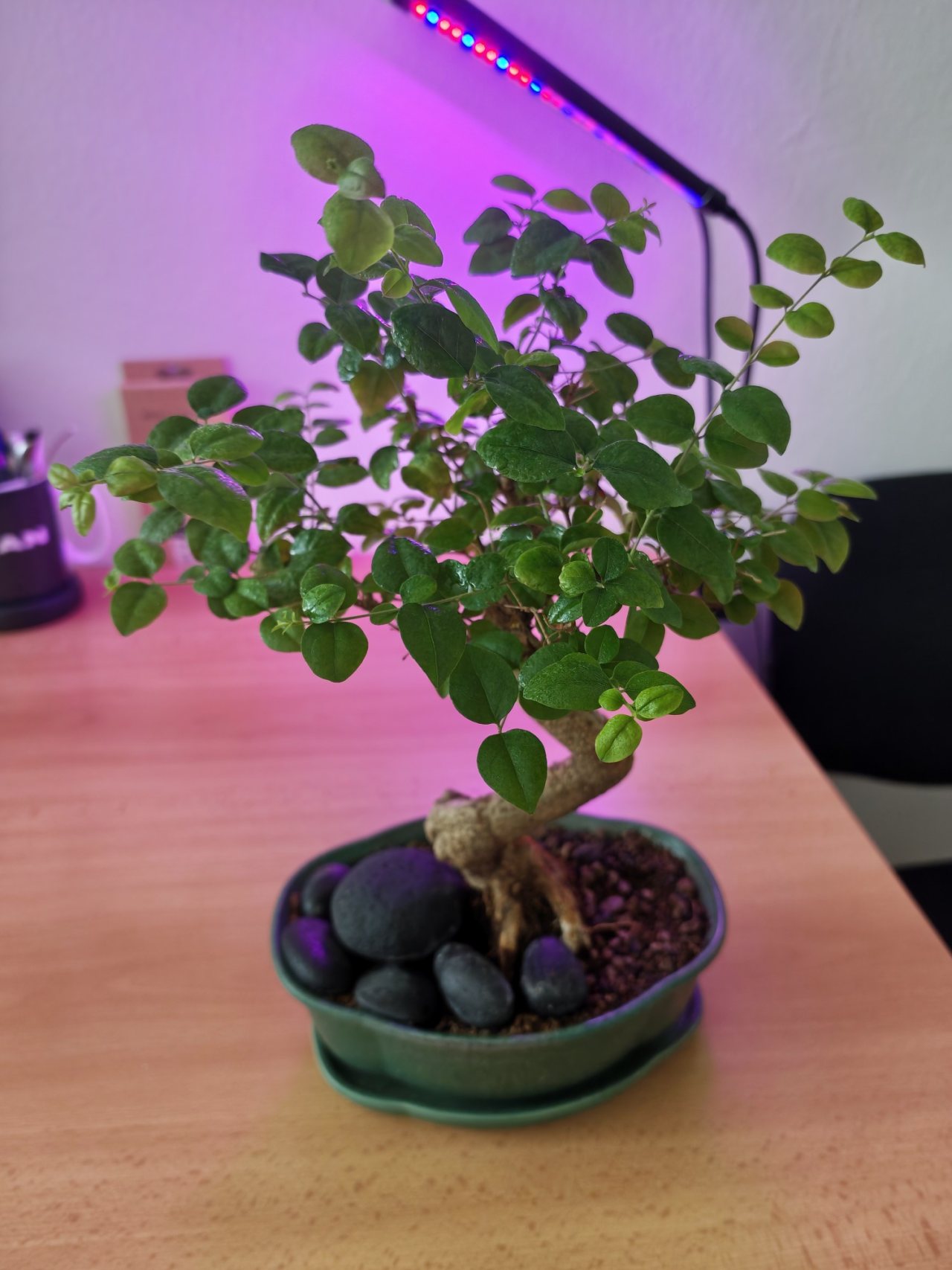 Photo 20