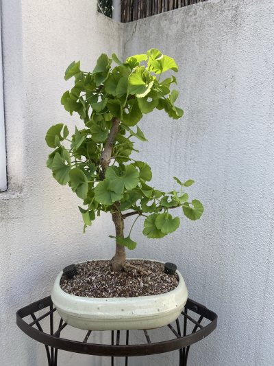 Ginkgo