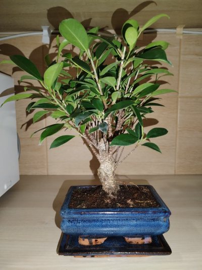 Ficus