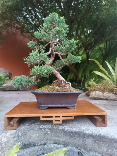 Juniperus chinensis Kishu 084