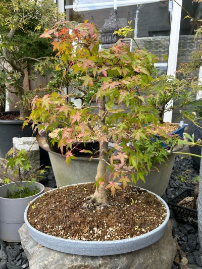 Palmatum