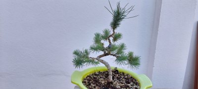 Pino silvestre 1
