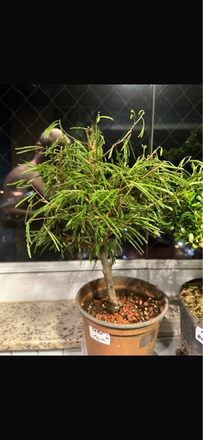 Caliandra