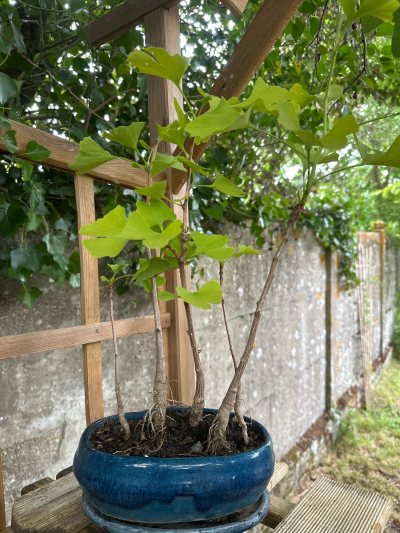 Ginkgo biloba