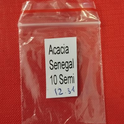 Акация сенегальская