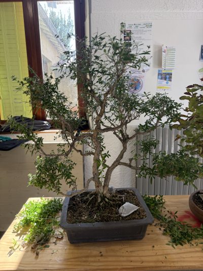 Serissa Japonica