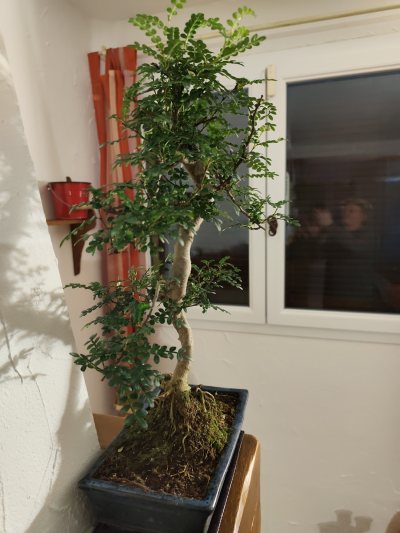 Zanthoxylum piperilum