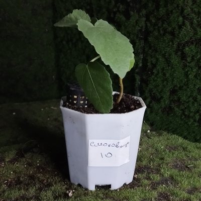 Смоковница обыкновенная 🌳 СОб10 ~○⌑