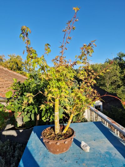 palmatum double trunk