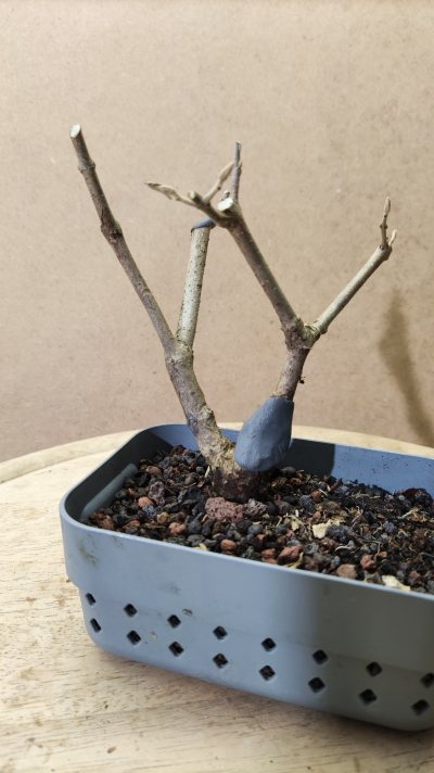 Schönfrucht
