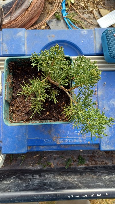 Bouture Juniperus 9