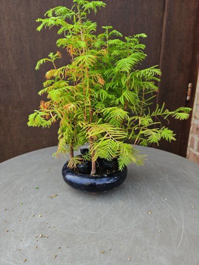 Métasequoia