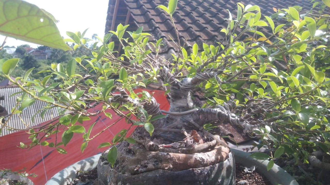 Photo 7
