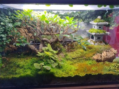 Ficus terrarium