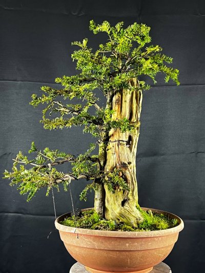 Taxus