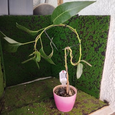 ✓Брахихитон тополевый 🌳 БрТ07