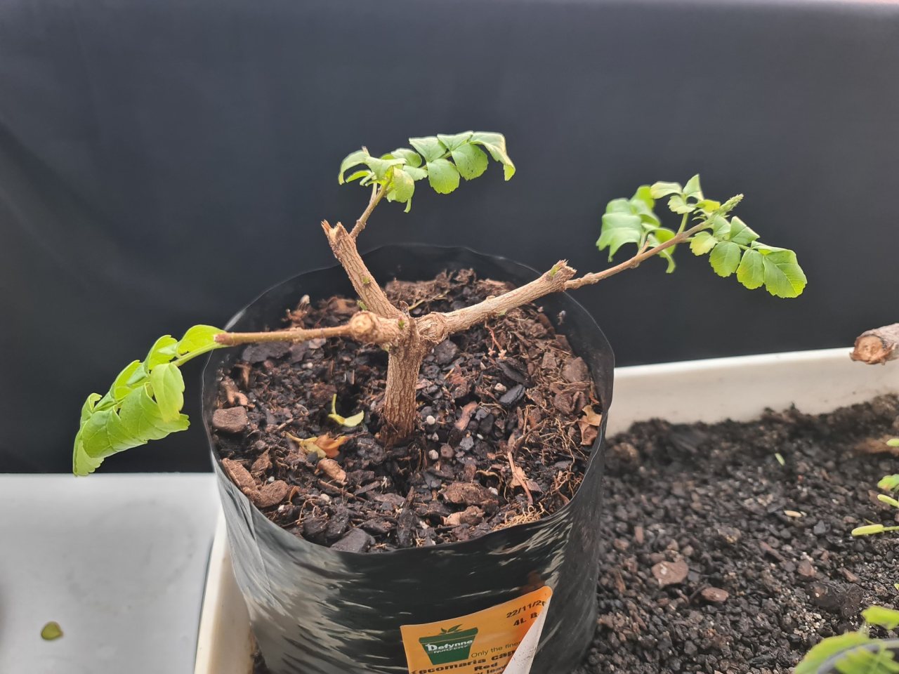 Photo 5