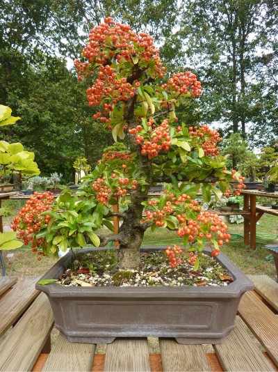 Pyracantha