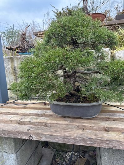 Waldkiefer #135