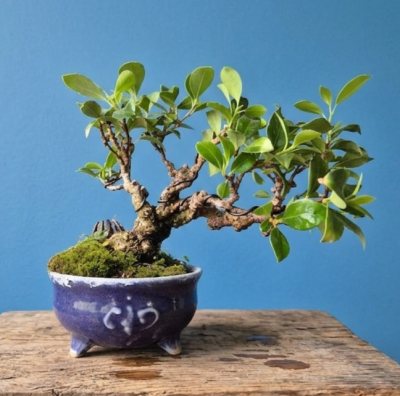 Ilex serrata 1